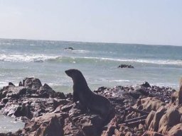 Seal sentinel of the moment